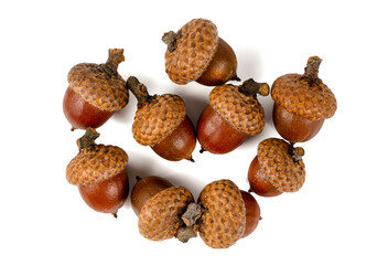 Group of several acorns isolated on white background