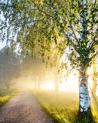 Countryside road in the foggy morning. Misty road with sun rays. Rural lane with trees at sunrise with mist. Magical morning scenery with beautiful sunshine. Early autumn landscape with birch trees. 