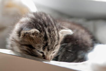 chaton tigré