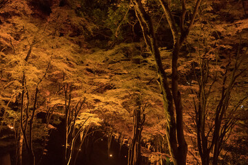 Fototapeta na wymiar ライトアップされた日本の綺麗な紅葉