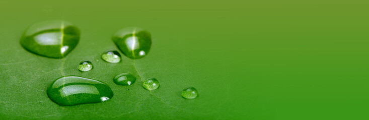 Soft focus green leaf with water drops. Horizontal long nature background.