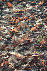 Autumn fall leaves maple oak background