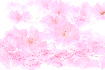 桜の花びらと譜面