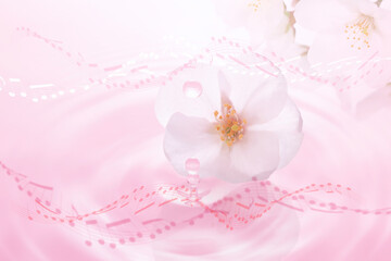 桜の花びらと譜面