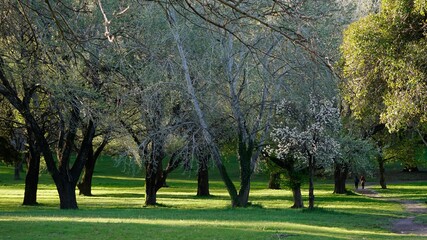 trees in the park