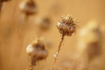 Dry sharp brown plant growing in autumn meadow.