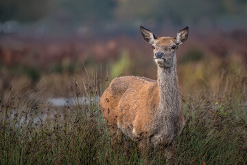 Deer keeping a look out