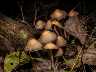 Fungus coprinellus micaceus in a dark and damp forest in the fall, shot from below from the side