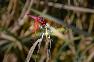 Close-up of a red dragonfly