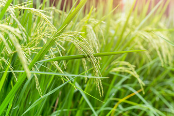 Close up view of rice field with soft sunrise light in the filed.