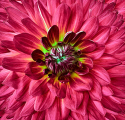 pink flower dahlia. Closeup. Nature.
