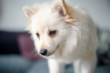 Milo  1 © rodiewhoores