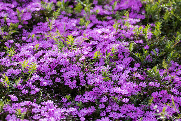 Obraz premium 芝桜