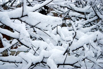 snow covered branches