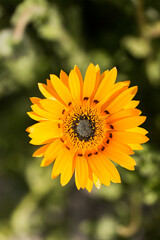 カンザキジャノメギク