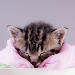 chaton tigré dans une boite