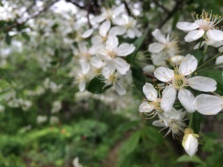 apple tree blossom