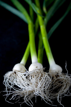 Food photograph of green garlic