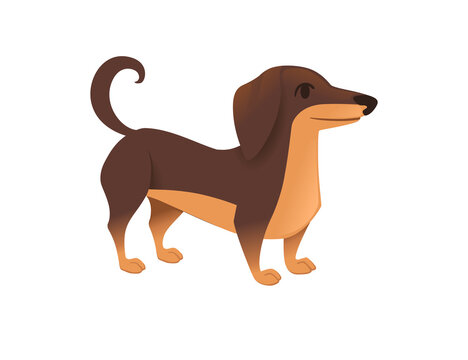 Cute domestic dog dachshund breed cartoon animal design flat vector illustration
