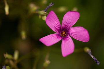 ムラサキカタバミ