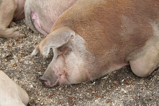 Giant Pig Sleeping On A Farm . 