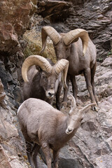 Waterton Bighorn