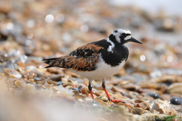 Ruddy turnstone breeding on the coast.