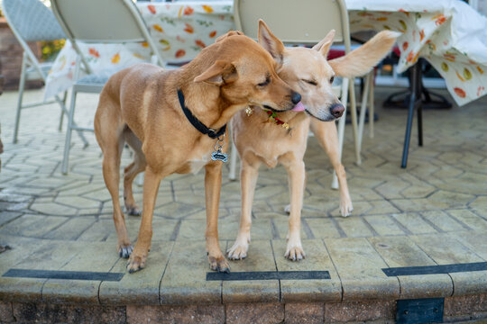 dog friends share kisses