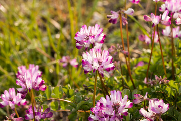 Obraz premium レンゲソウ