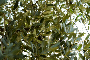 In the blue sky the sun filters through the green leaves of the olive trees. The branches are full of olives ready for harvesting and to become olive oil.