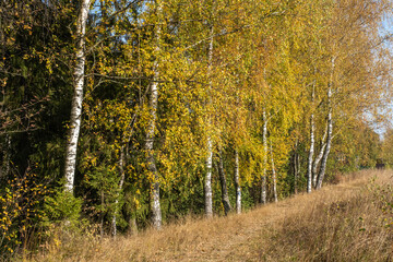 The slender white trunks of birch trees with bright yellow leaves.
