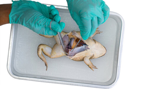 Student hands dissecting frog, anatomy for educational purpose, education Science of biology concept, white background, with clipping path