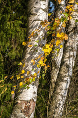 Thin birch branches with yellow leaves on the background of white birch trunks.
