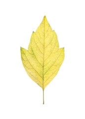 Fototapeta premium Beautiful leaf isolated on white. Autumn season