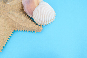 seashells and starfish on a blue background