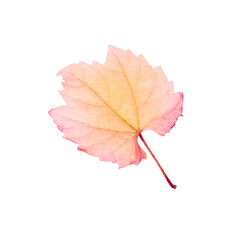 Beautiful leaf isolated on white. Autumn season