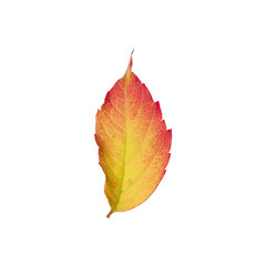 Beautiful leaf isolated on white. Autumn season