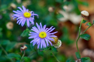 Purple daisy wildflowers in the meadow