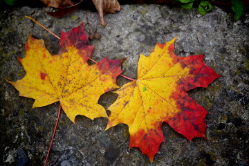 autumn maple leaf