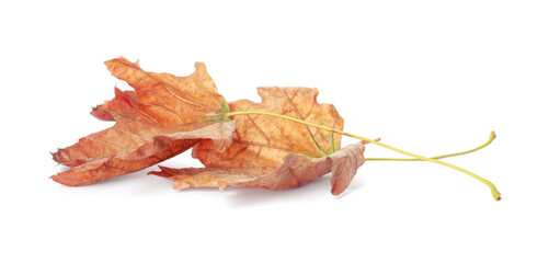 Dry leaves on white background. Autumn season