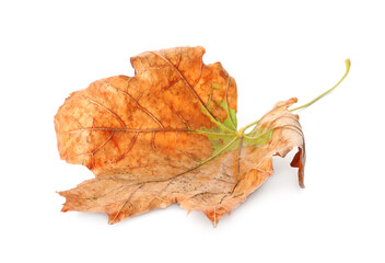 Dry leaf isolated on white. Autumn season