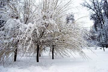 snow covered tree