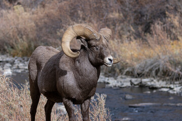 Waterton Bighorn