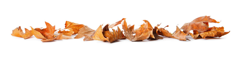 Fototapeta premium Heap of fallen leaves on white background. Autumn season
