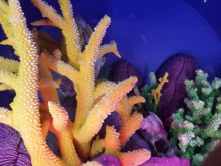 Presentation of a coral inside an Aquarium of Canada, during the summer period, at downtown area.