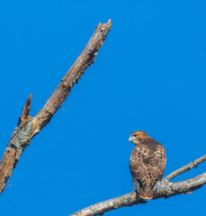 Red tailed hawk with branches and a blue sky