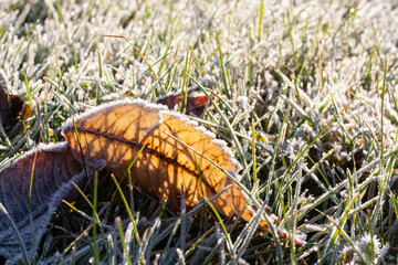 Frost on leaves after frost at night in November. Dry with small crystals of frost after night frost