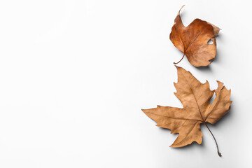 Dry autumn leaves on white background, top view
