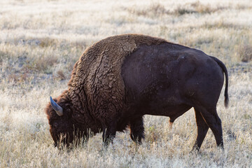 American Bison on the High Plains of Colorado. Bull Bison grazing in a Field of Grass