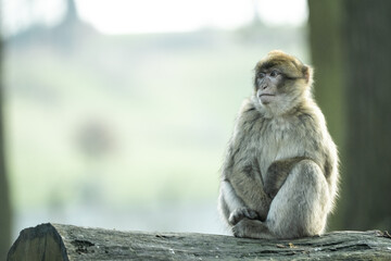 Macaque Monkey Sitting On A Log Looking Away